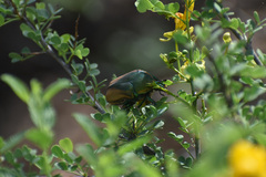 Cotinis mutabilis schaumi