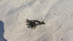 Fucus distichus