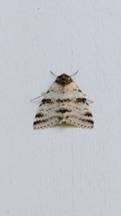 Catocala relicta