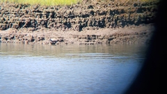 Malaclemys terrapin terrapin