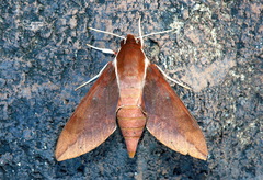 Gnathothlibus erotus