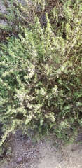 Caryophyllales