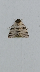 Catocala relicta