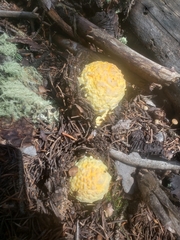 Amanita muscaria flavivolvata