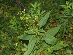 Scrophularia marilandica