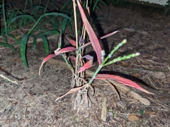 Digitaria sanguinalis