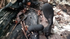 Xylaria longipes