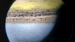 Malaclemys terrapin terrapin