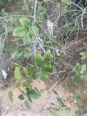 Celtis reticulata