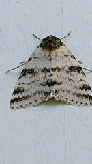 Catocala relicta