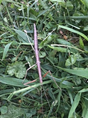 Diapheromera femorata