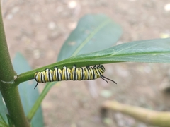 Danaus plexippus plexippus