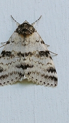 Catocala relicta
