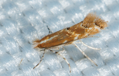 Cremastobombycia solidaginis
