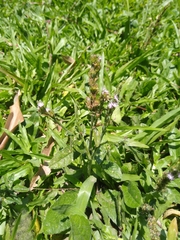 Pseudelephantopus spicatus