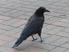 Corvus corone