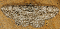 Anavitrinella pampinaria