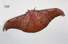 Antheraea
