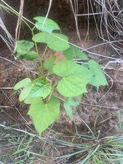Ipomoea lacunosa