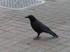 Corvus corone