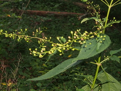 Scrophularia marilandica
