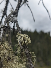 Ramalina obtusata