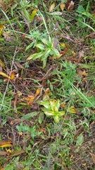 Gentiana cruciata