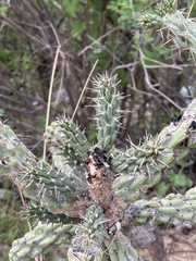 Cylindropuntia cholla