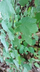 Ribes cynosbati