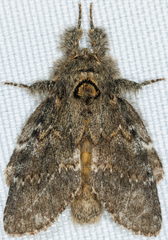 Peridea angulosa