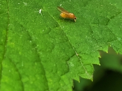 Chyromyidae