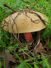 Caloboletus rubripes