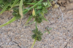 Dactyloctenium radulans