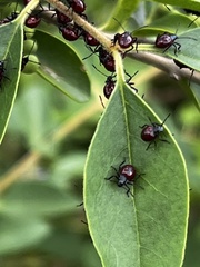 Asopinae