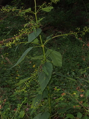 Scrophularia marilandica