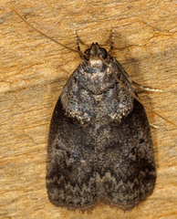 Acrobasis caryae