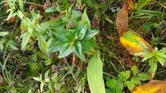 Gentiana cruciata