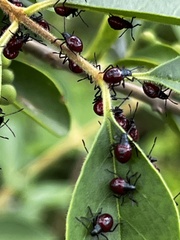 Asopinae