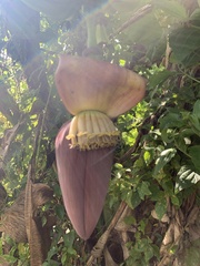 Musa acuminata