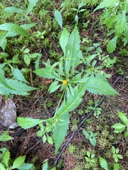 Bidens tripartita