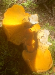 Cantharellus roseocanus