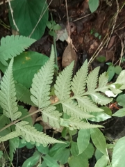 Macrothelypteris