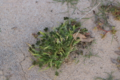 Dactyloctenium radulans