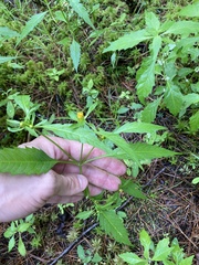 Bidens tripartita