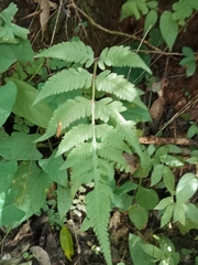 Macrothelypteris