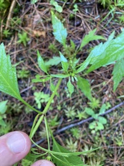 Bidens tripartita