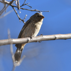 Catamenia analis