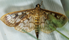 Herpetogramma pertextalis