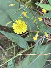 Ixeridium laevigatum