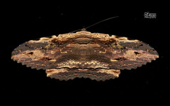 Anisoneura aluco